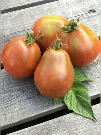 Tomate "Japanese Black Trifele" - BIO-Tomatensorte